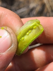 Astragalus succumbens