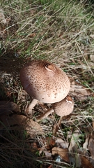 Macrolepiota bonaerensis