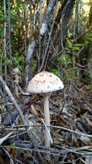 Macrolepiota bonaerensis