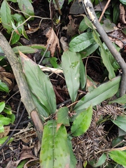 Alpinia japonica