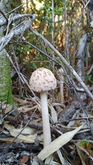 Macrolepiota bonaerensis