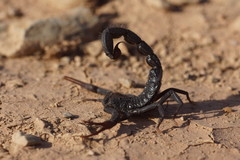 Hottentotta gentili