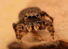 Aelurillus cristatopalpus