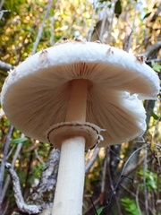 Macrolepiota bonaerensis