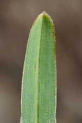 Sesleria albicans