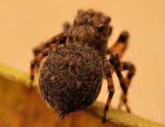 Aelurillus cristatopalpus