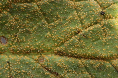 Pucciniastrum symphyti