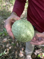 Annona montana