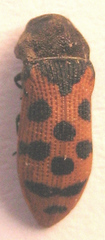 Acmaeodera stellata