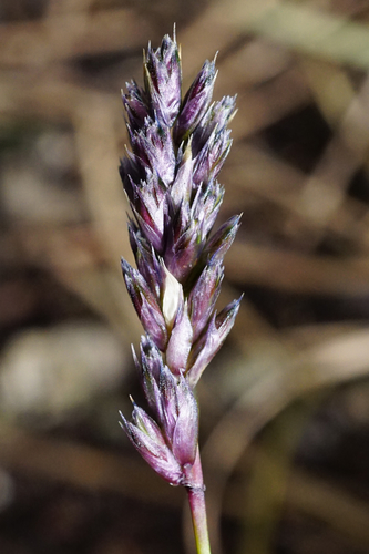Image of Sesleria albicans by (c) Patrick Hacker, some rights reserved (CC BY)