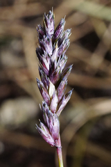 Sesleria albicans