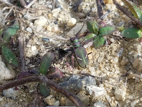Purple Tiger Beetle photo 6