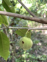 Annona montana