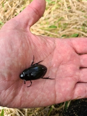 Hydrophilus aterrimus