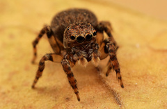 Aelurillus cristatopalpus