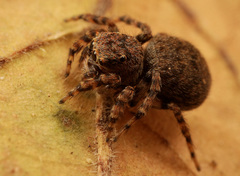 Aelurillus cristatopalpus