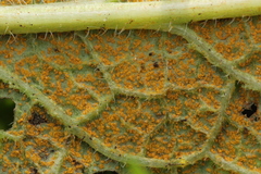 Pucciniastrum symphyti