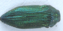 Acmaeodera
