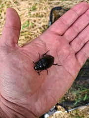 Hydrophilus aterrimus