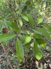 Annona montana