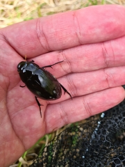 Hydrophilus aterrimus