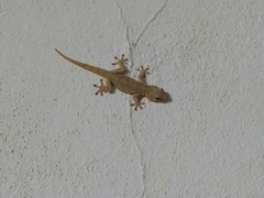 Tarentola mauritanica