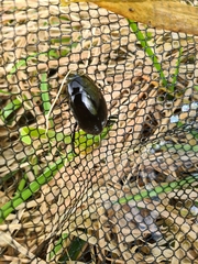 Hydrophilus aterrimus