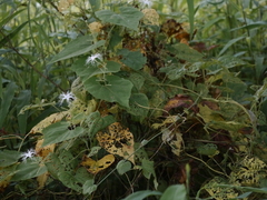 Trichosanthes cucumerina