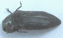 Acmaeodera
