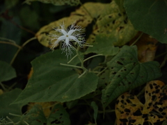 Trichosanthes cucumerina