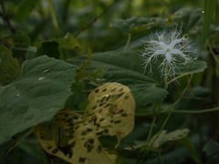 Trichosanthes cucumerina