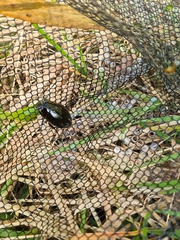 Hydrophilus aterrimus