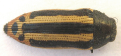 Acmaeodera