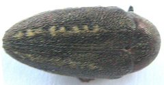 Neojulodis vittipennis