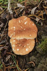 Neolentinus degener
