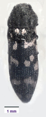 Acmaeodera