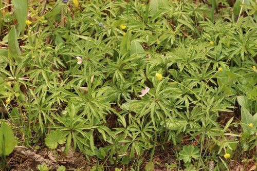 Anemonoides caerulea (Anemonoides caerulea)