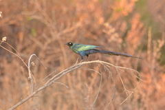 Lamprotornis caudatus