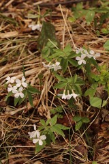 Cardamine altaica