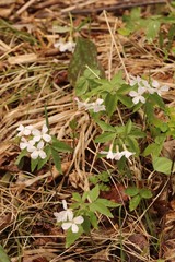 Cardamine altaica