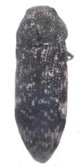 Acmaeodera