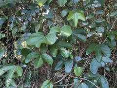 Aristolochia trilobata