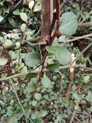 Syzygium buxifolium