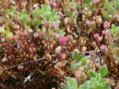 Saxifraga tridactylites