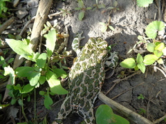 Bufotes viridis viridis