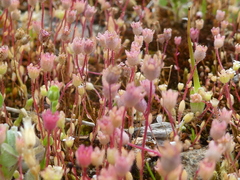 Saxifraga tridactylites