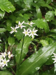 Allium ursinum