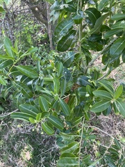 Cestrum diurnum