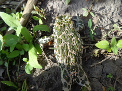 Bufotes viridis viridis