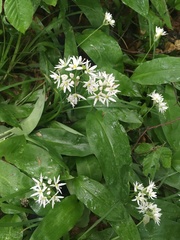 Allium ursinum